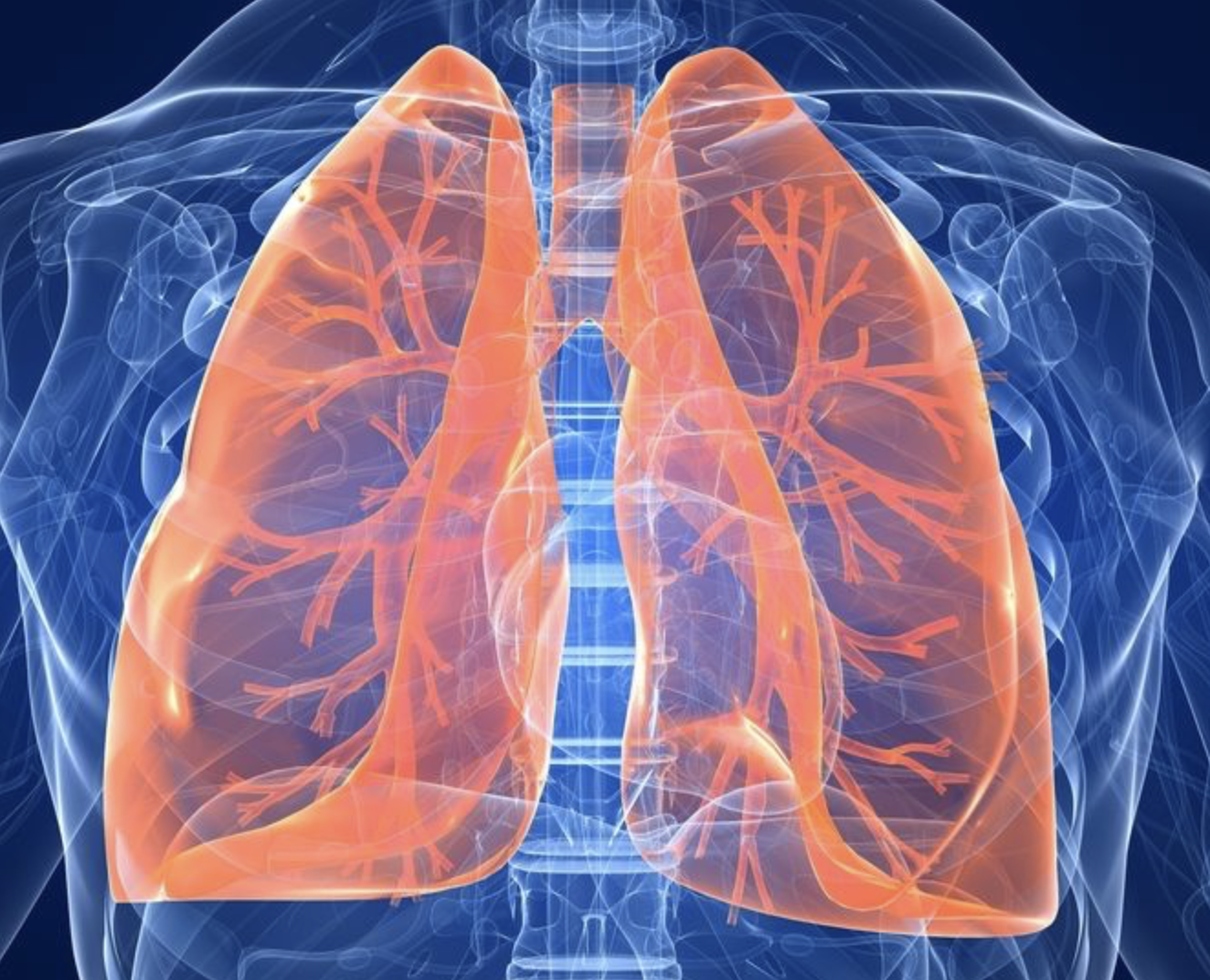 <p>what are the structures of the lungs?</p>
