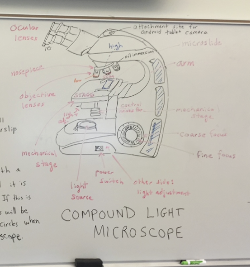 <ul><li><p>ocular lenses</p></li><li><p>objective lenses</p></li><li><p>stage</p></li><li><p>coarse focus</p></li><li><p>fine focus</p></li><li><p>nose piece</p></li><li><p>mechanical stage adjustment knobs </p></li></ul><p></p>