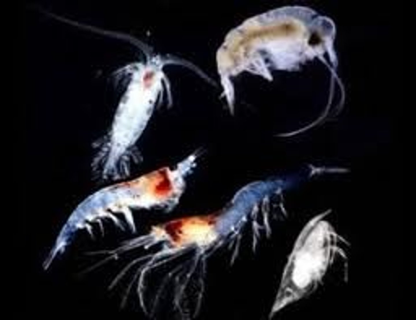 <p>herbivorous zooplankton (i.e. ciliates, amoebae, rotifers, cladocerans, and copepods), mesograzers (i.e. dipteran larvae, marine amphipods and pteropods), and conspicuous herbivores (i.e. limpets, mussels, crabs, sea urchins, insects, fish, and some sea turtles)</p>