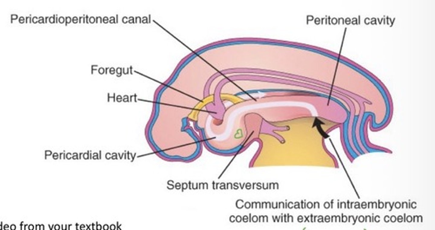 <p>Embryonic folding = intra-embryonic coelom (U-shaped cavity)</p><p>- cranial = primitive pericardial coelom</p><p>- more caudal = paired pericardioperitoneal canals</p><p>- most caudal = peritoneal cavities (temporary communication with extraembryonic coelom</p>
