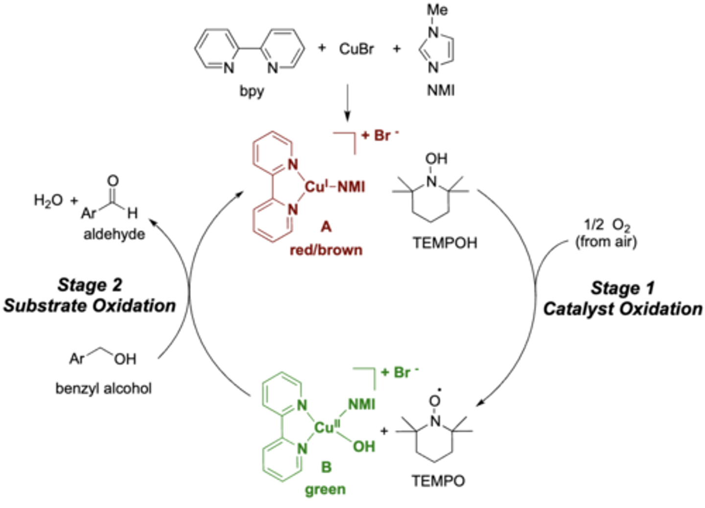 <p>exp 1: explain stage 1 and 2 of the reaction</p>