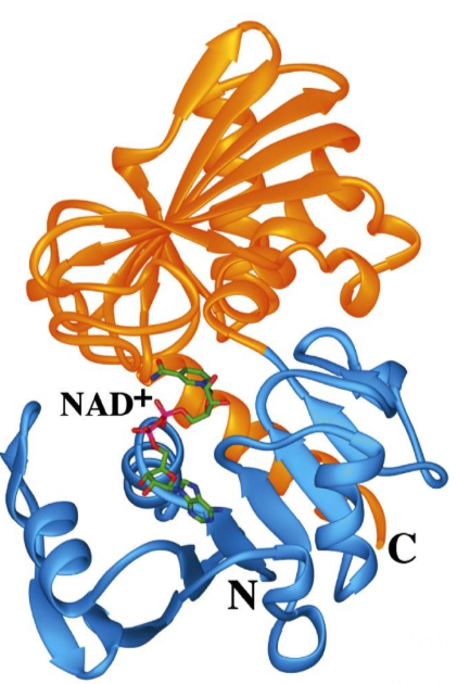 <p>Protein Domains</p><ul><li><p>Many single polypeptide chains fold into multiple structural domains, each with their own function</p></li><li><p>glyceraldehyde-3-phosphate (GAP) dehydrogenase</p></li></ul><p></p>
