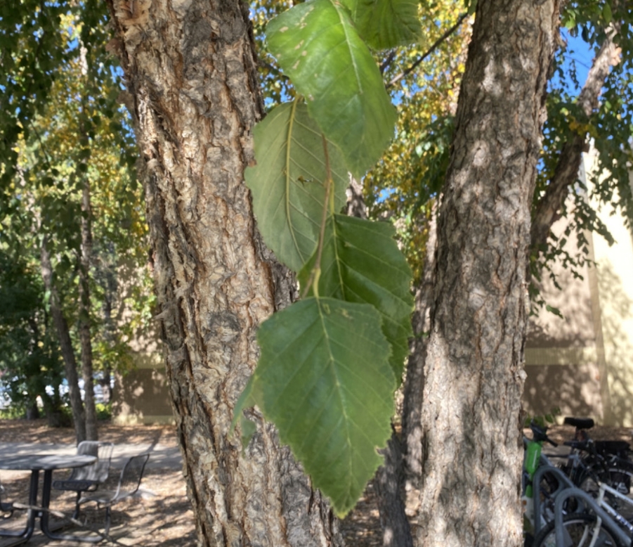 <p>River birch. Often grows in 2s or 3s. Peeling bark develops into loose plates, orangey brown coloration. Nutlets disperse in spring.</p>