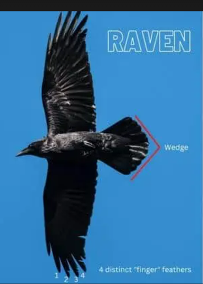 <p>Common Raven </p>