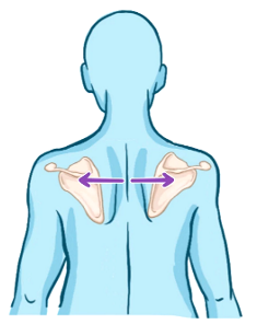 move sholders forward & scapulae move anterolaterally