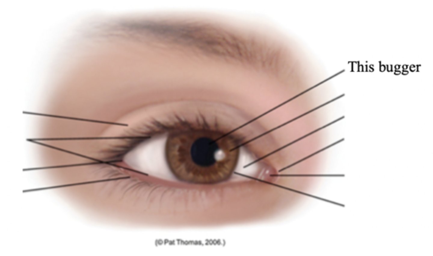 <p>The opening through which light enters the eye; round and regular</p>