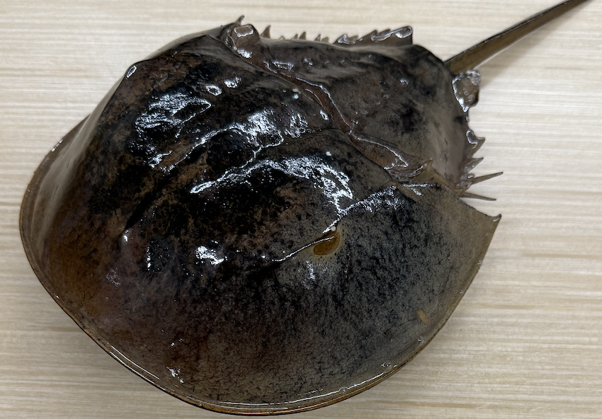 <p>Common name, phylum, body regions</p>