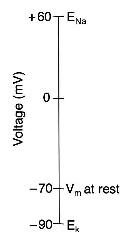 <ol><li><p>It’s very far from it’s equilibrium of                  ( <span style="color: blue"><strong>+60 mV </strong></span>)</p></li></ol><p>so there’s a</p><p></p>