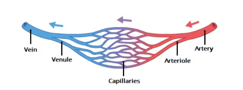<p>Artery → Arteriole → Capillary → Venule → Vein</p>