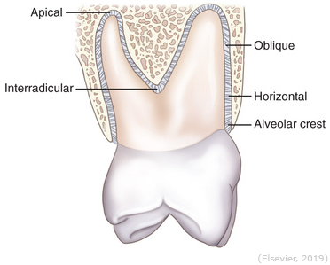 <ul><li><p>Runs horizontally from cementum to alveolar bone (right angles to the long axis of the tooth).</p></li><li><p>Restrains lateral tooth movement and helps resist horizontal movement.</p></li></ul><p></p>