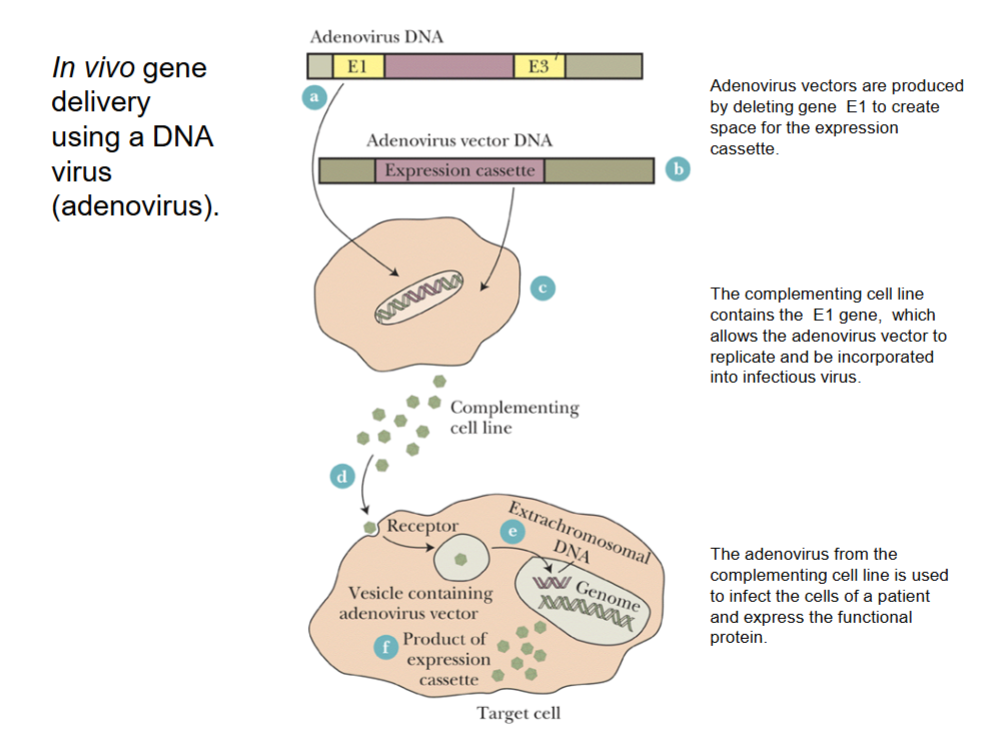 <p>The expression cassette is incorporated into a virus which can infect human cells.</p><p></p><p>Viral vectors include:</p><ol><li><p>DNA virus vectors</p></li><li><p>Retrovirus (RNA) vectors</p></li></ol><p></p>