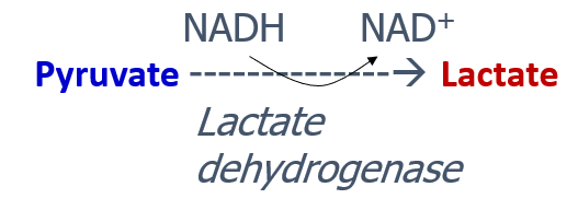 <p>NADH molecule comes from glycolysis (2NADH required for fermentation, 8ATP-6ATP = 2ATP)</p><ul><li><p>No ATP is produced during fermentation</p></li><li><p>Overall 2 ATPs produced from glycolysis/substrate level phosphorylation</p></li></ul><p></p>