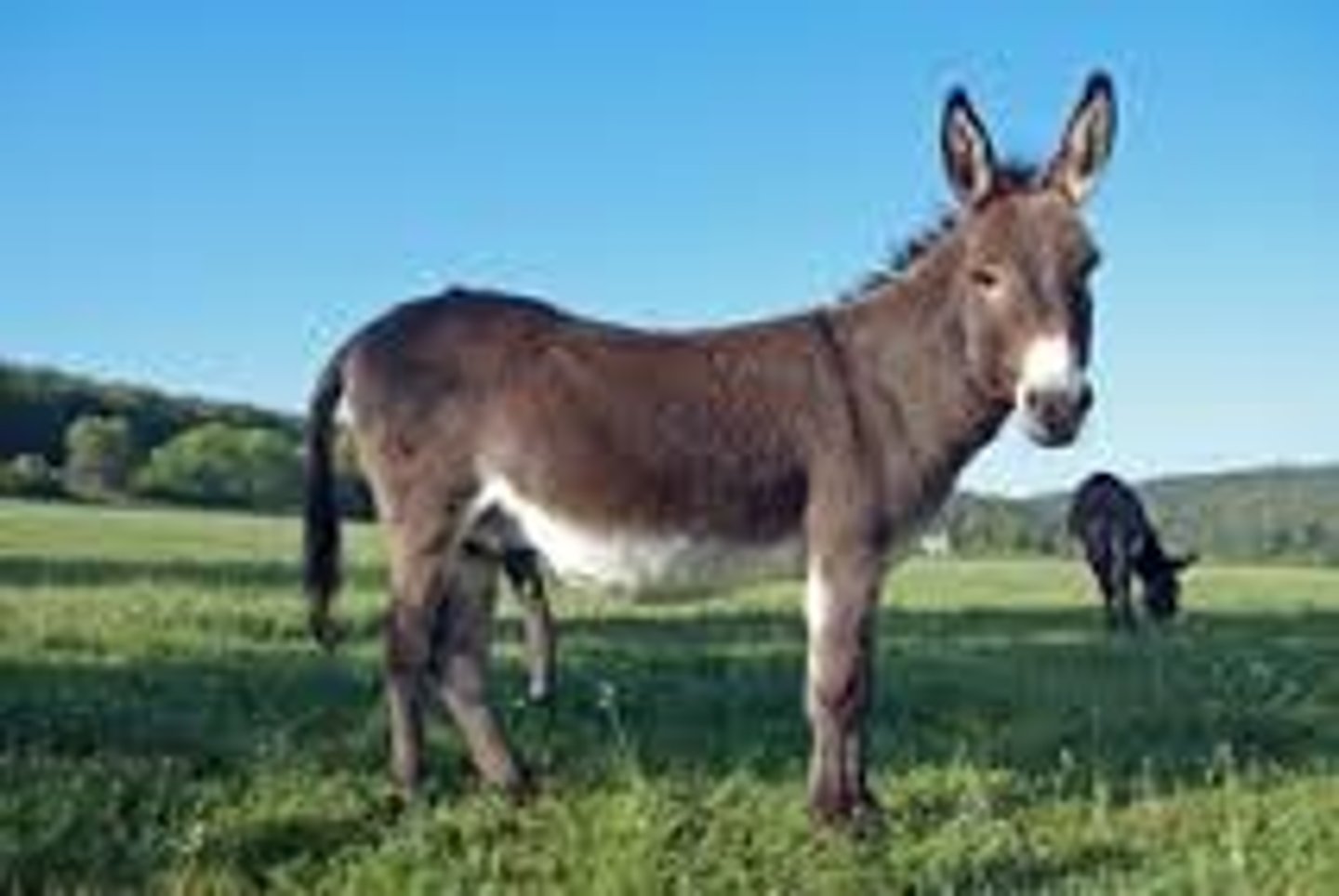 <p>male donkey</p>