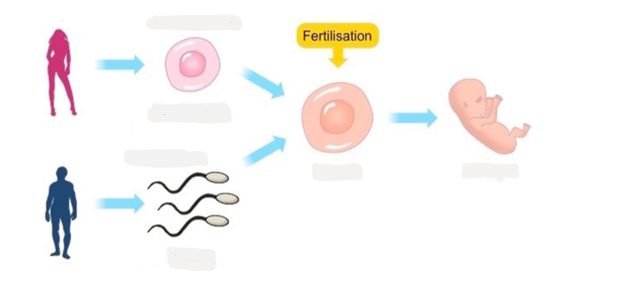 <p>here is a diagram of the process of sexual reproduction in animals: </p><p>Label : egg cell, sperm cell, zygotes, embryo, female gamete, male gamete</p>