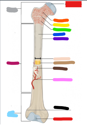 <p>What is the yellow?</p>