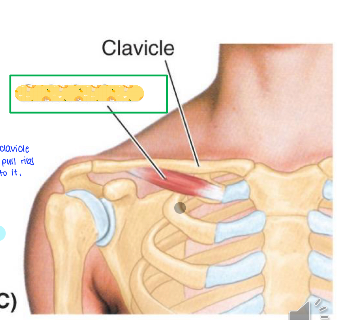 <p>Name this muscle</p>