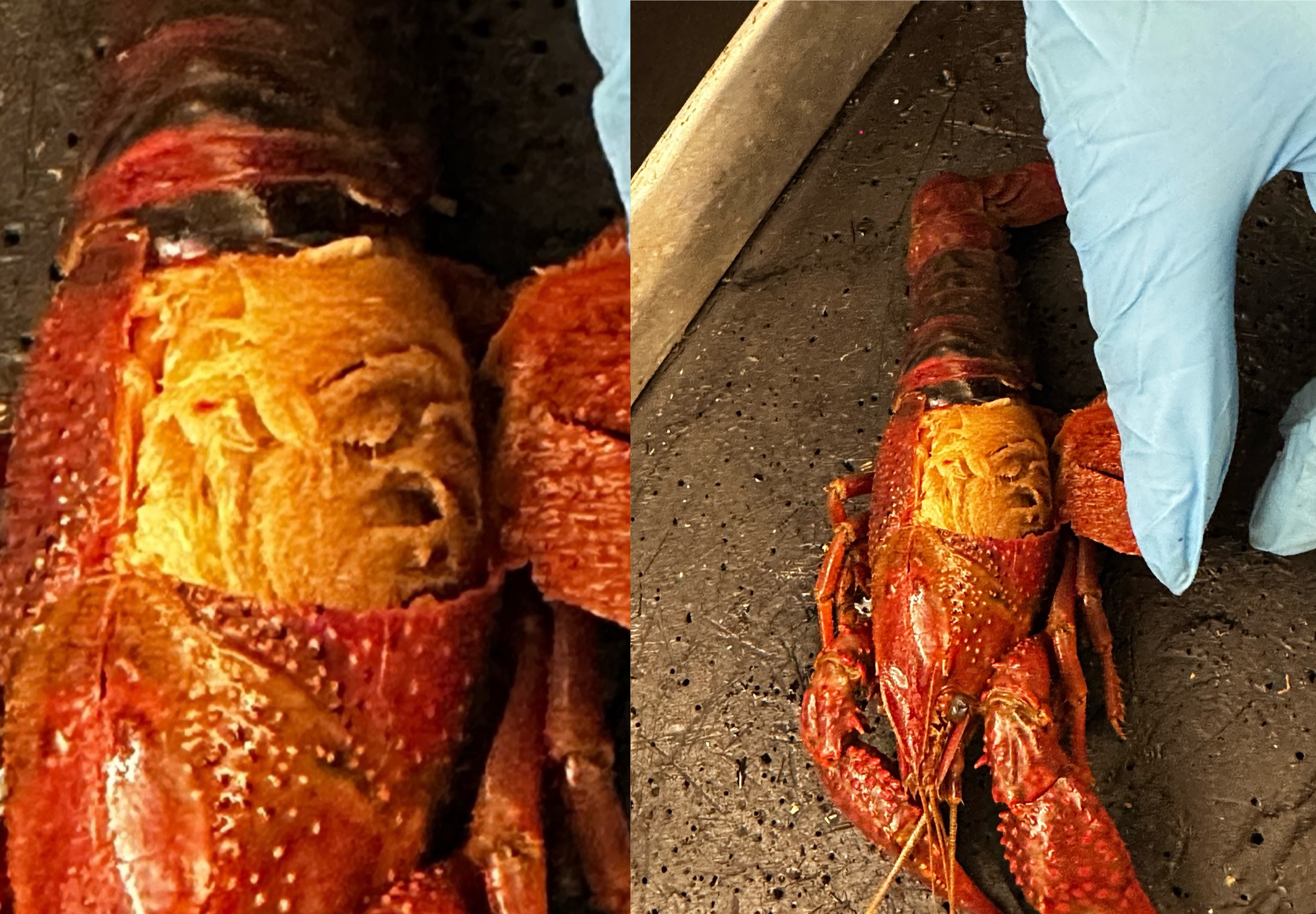 <p>Gills</p><p>Grouping: Protostome</p><p>Grouping: Ecdysozoa</p><p>Phylum: Arthropoda</p><p>Subphylum: Crustacea</p><p>Class: Malacostraca</p><p>Order: Decapoda</p>