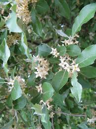<p>Autumn Olive</p>
