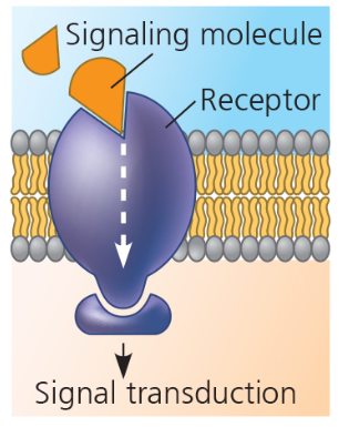 signal transduction protein
