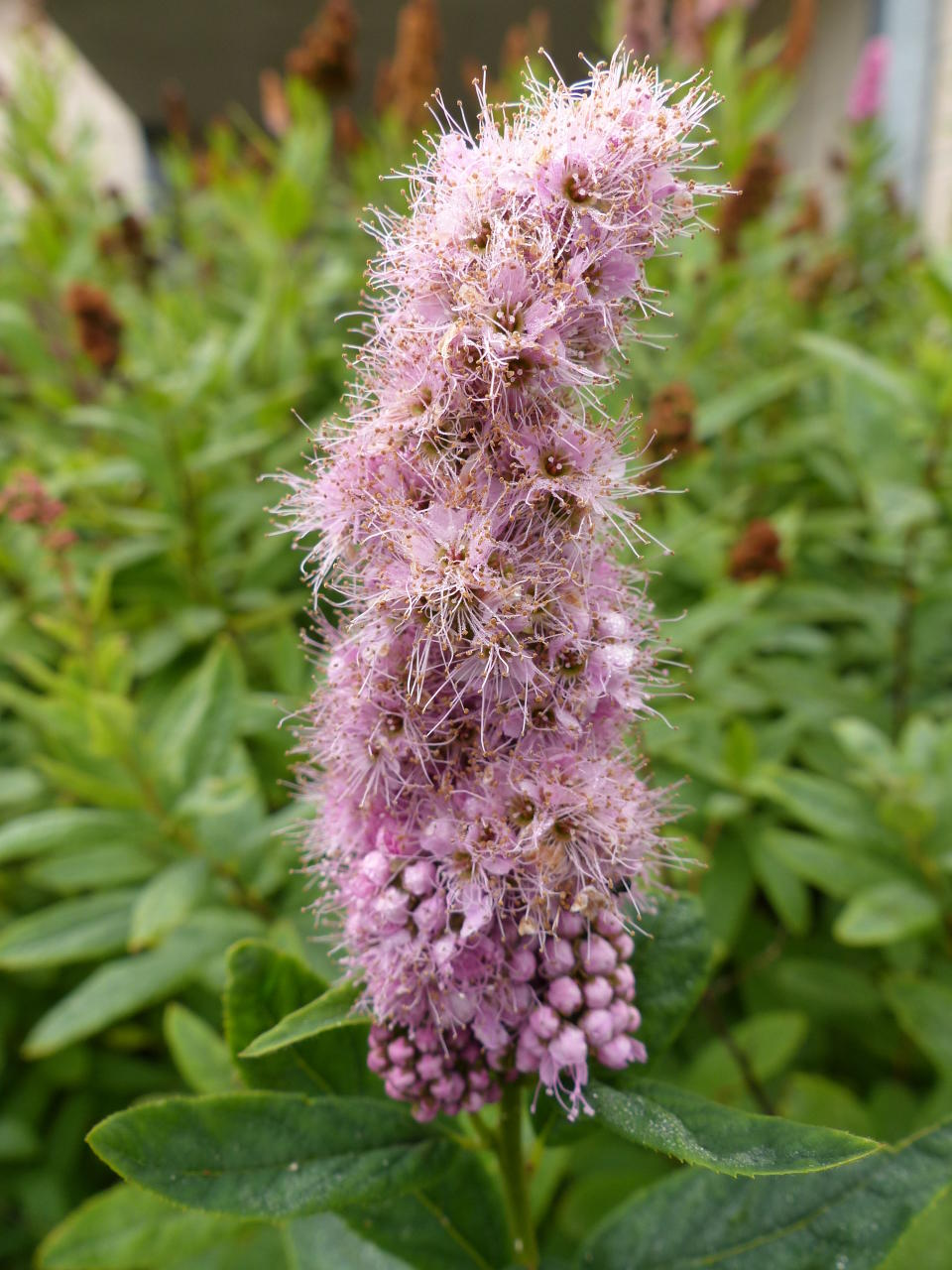 <p>Rusopajuangervo</p>