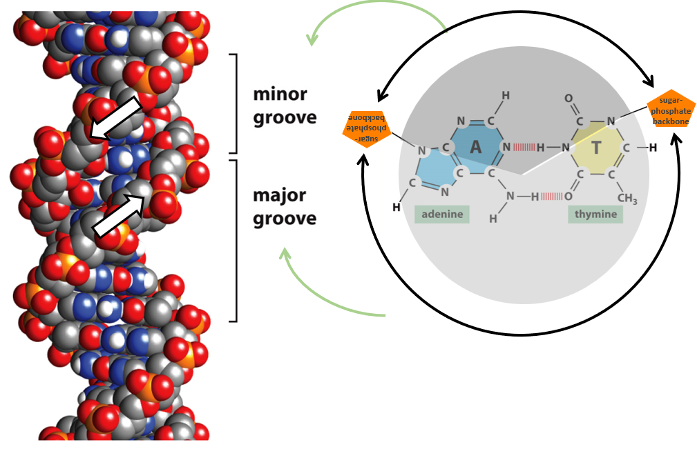 <p>DNA binding proteins need to be a specific shape to fit the major and minor grooves</p>