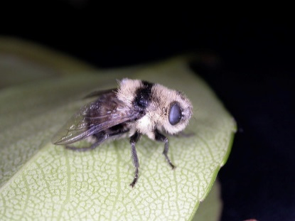 <p>what fly</p>