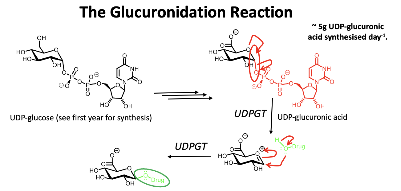 <p><span>ØMost common reaction in phase 2 metabolism.</span></p><p><span>ØReactions goes with inversion of configuration (α to β) at anomeric position.</span></p><p><span>ØVariable amounts of drug can be glucuronidated (~11 to 90%).</span></p><img src="https://knowt-user-attachments.s3.amazonaws.com/ab08d956-3c1b-47c7-9313-9e95ccbcf9b4.png" data-width="100%" data-align="center"><p></p>