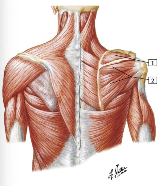 <p>O:</p><ul><li><p>medial 2/3 of infraspinous fossa of scapula</p></li></ul><p>I:</p><ul><li><p>middle facet of greater tubercle of humerus and shoulder joint capsule</p></li></ul><p></p>
