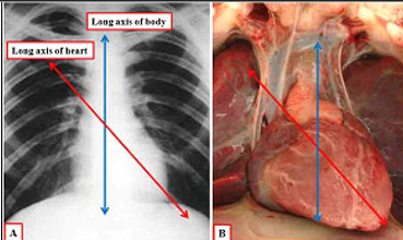 <ul><li><p>Heart slightly on left side</p></li><li><p>The heart is tipped in the thoracic cavity</p><ul><li><p>Apex (inferior “tip” of the heart) points to left hip</p></li><li><p>Ensures blood vessels stay open and are not crushed</p></li></ul></li></ul><p></p>