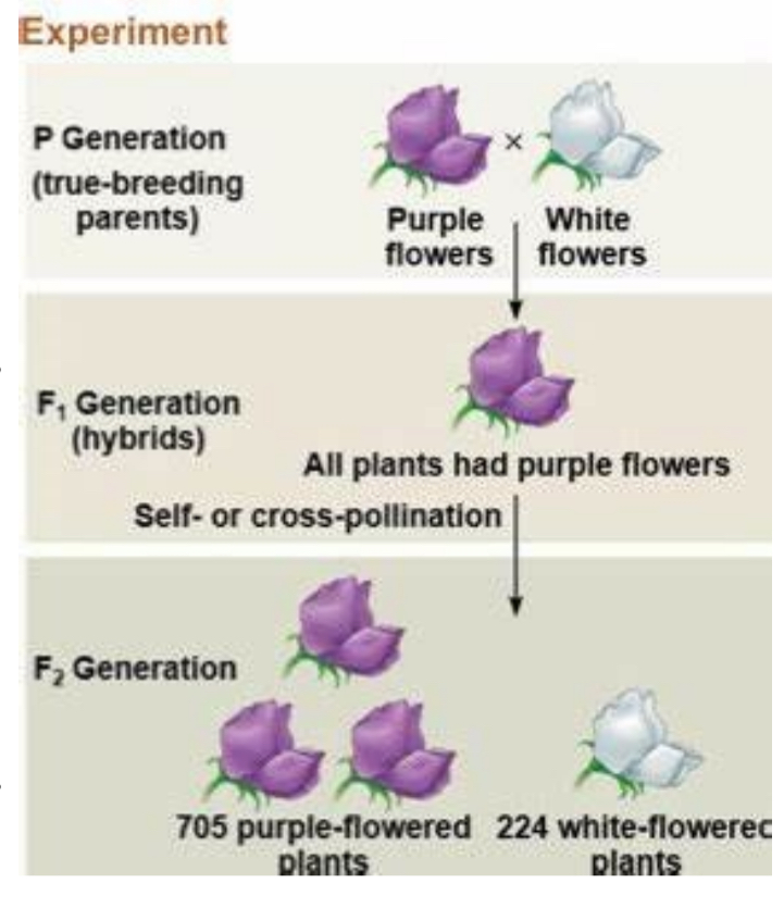<p>Parents With One Different Trait Are Mated (Crossed)</p><p>• Each Parent Breeds True For The Trait Of Interest</p><ul><li><p>The Ratio Of The Two Traits In The F1 Offspring Is Determined</p></li><li><p> The F1 Offspring Are Mated </p></li></ul><p>With Each Other</p><ul><li><p>The Ratio Of The Two Traits </p></li></ul><p>In The F2 Offspring Is Determined</p>