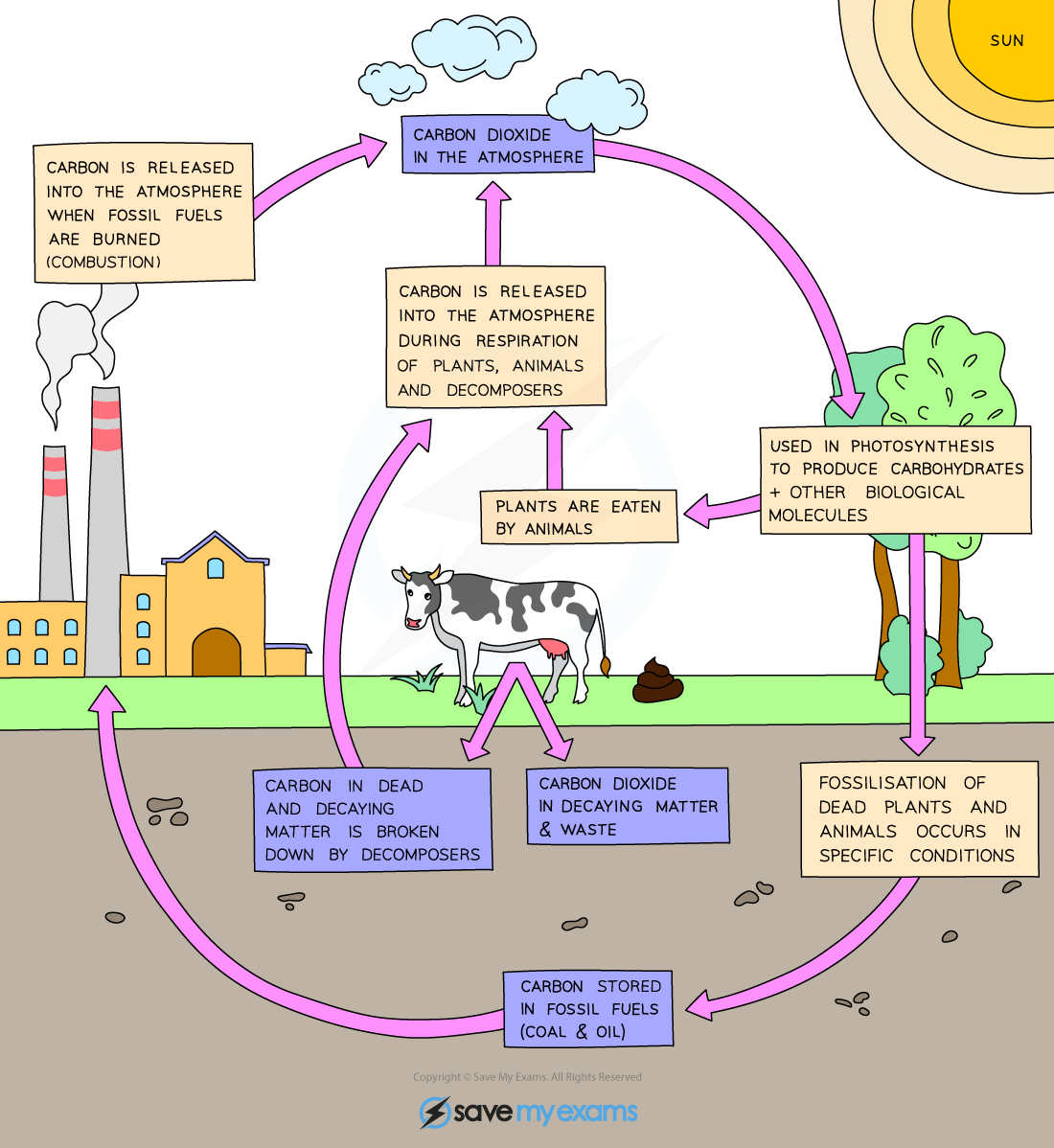 <p><span>The exchange of carbon between living organisms  and their atmosphere. In the carbon cycle, carbon is constantly removed from, and returned to, the environment.</span></p>