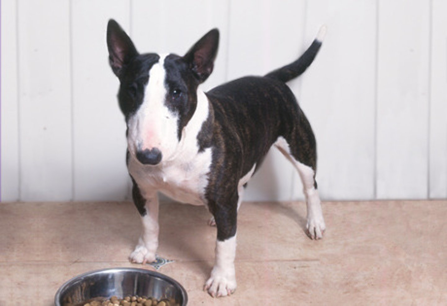 <p>Terrier</p>