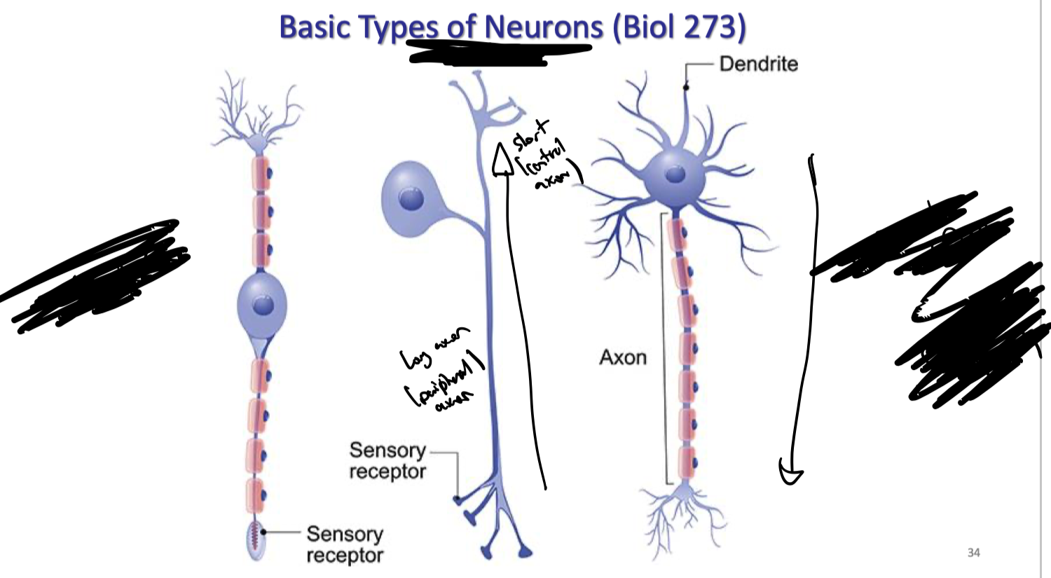 <p>what is the difference between bipolar neurons, DRG neurons, and somatic motor neurons</p>