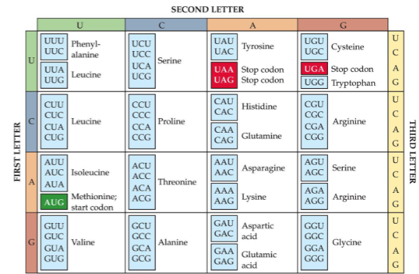 <ul><li><p>A gene includes <strong>coding regions</strong> which specify proteins and <strong>non-coding regions</strong> which do not</p><ul><li><p>for <strong>coding genes, </strong>SNPs can…</p><ul><li><p>have no effect on a sequence (silent, most common, e.g. UUU > UUC)</p></li><li><p>alter a sequence (e.g. CAU > CAA)</p></li><li><p>prematurely stop the reading (e.g. UAC > <span style="color: red;"><strong>UAA</strong></span>) </p></li></ul></li><li><p>for <strong>non-coding genes, </strong>SNPs…</p><ul><li><p>do not directly affect a sequence</p></li><li><p>can still hv important effects, particularly if they occur in <strong>regulatory elements </strong>→ mutations here can determine <strong>when </strong>and <strong>how much </strong>protein is produced </p></li><li><p><span style="color: red;"><em>in fact, most genetic variations associated with traits (at least diseases) hv been in non-coding regions </em></span></p></li></ul></li></ul></li></ul><p></p>