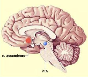 <p>What is the main functionality of the Nucleus Accumbens (lower part of basal ganglia?</p>