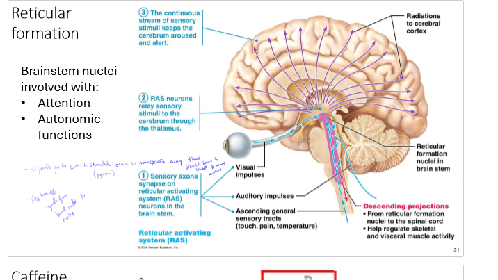 <p>What is reticular formation?</p>