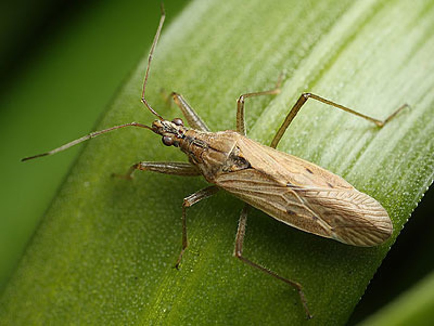 <p>True Bug</p>