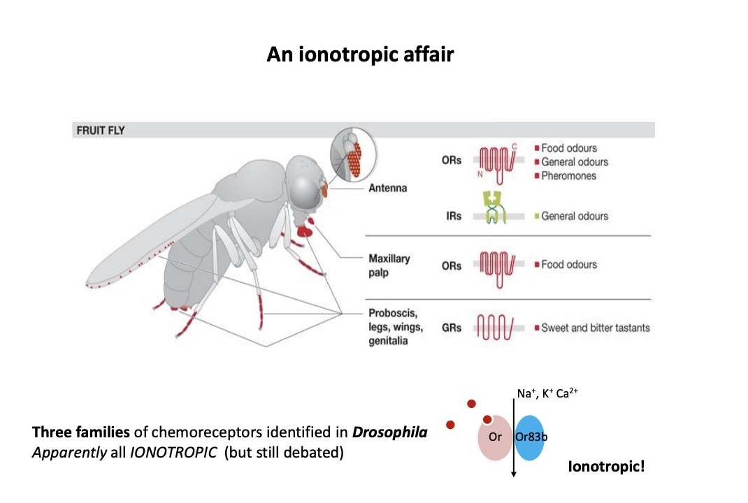 <ul><li><p>In the sensilla:</p><ul><li><p>mouthparts→ proboscis</p></li><li><p>legs</p></li><li><p>wings</p></li><li><p>gentitalia</p></li></ul></li></ul><p>→ good before you put it in yur mouth</p><p></p>