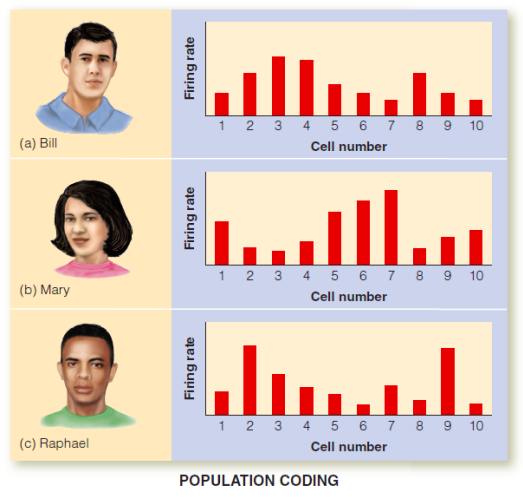 <p>Pattern of firing across many neurons codes specific objects.</p><ul><li><p>Large number of stimuli can be coded by a few neurons</p></li><li><p>In theory, could code for a very large number of representations</p></li></ul><p></p>