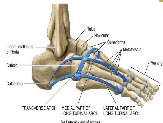 <p>Foot Arches</p>