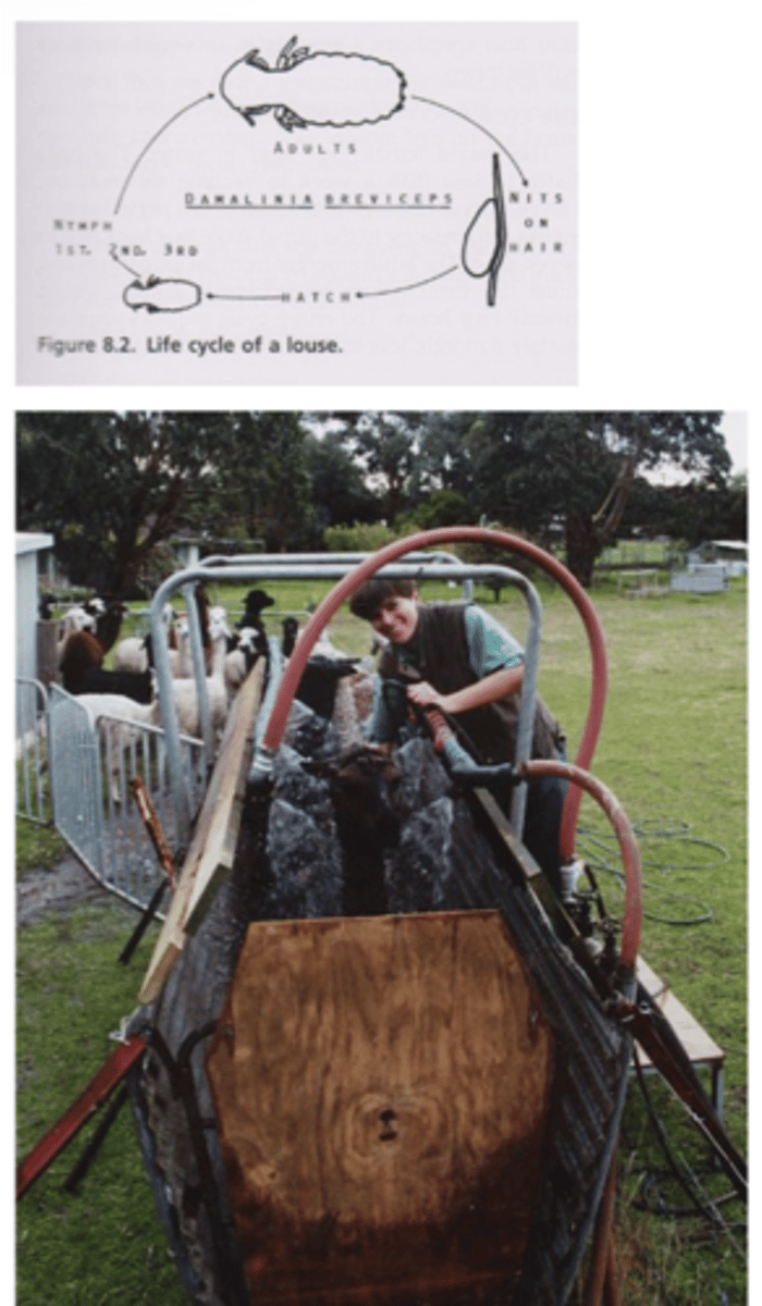 <p>1. Spread requires close contact</p><p>2. Rubbing/biting at fleece – matting of coat and fibre loss – reduced fleece value</p><p>3. Treat with shower/plunge dip with Spinosad</p>