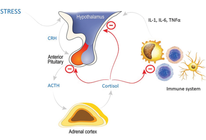 <p><span><span>The HPA axis involves release of corticotropin-releasing hormone (CRH) from the hypothalamus acting on the anterior pituitary to stimulate production of ACTH, which in turn stimulates the release of cortisol from the adrenal cortex. Cortisol has a negative feedback loop on both the hypothalamus and anterior pituitary. In addition, there is interaction with the immune system, with pro-inflammatory cytokines promoting the release of CRH, but cortisol having a suppressive effect on the immune system and downregulating synthesis of those pro-inflammatory mediators, in an additional negative feedback loop. </span></span></p>