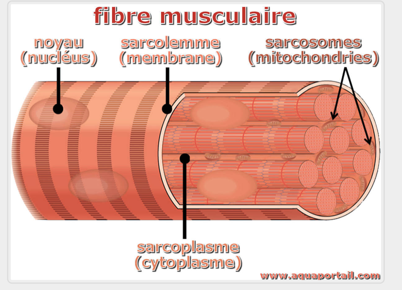 <p>They cytoplasm of the muscle cell. Contains elements such as mitochondria, glycogen granules and fat droplets. Located beneath the sarcolemma throughout the length of the fiber. </p>