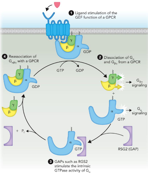 <p>Sequential stimulation by GEFs: Guanine Nucleotide Exchange&nbsp; Factor and GAPs: GTPase Activating Protein</p><p>Which enhances signaling?</p><p>Which dampens signaling?</p>
