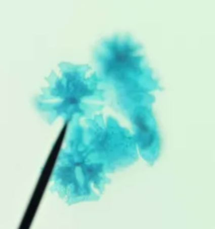 <p>What is micrasterias’ body form and environment?</p>