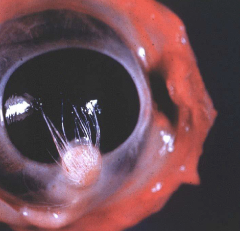 <p>What is this an example of?</p>