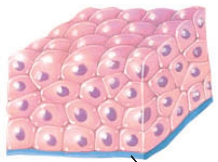 <p>this arrangement is composed of multiple layers to protect underlying tissues in locations with considerable wear and tear</p>