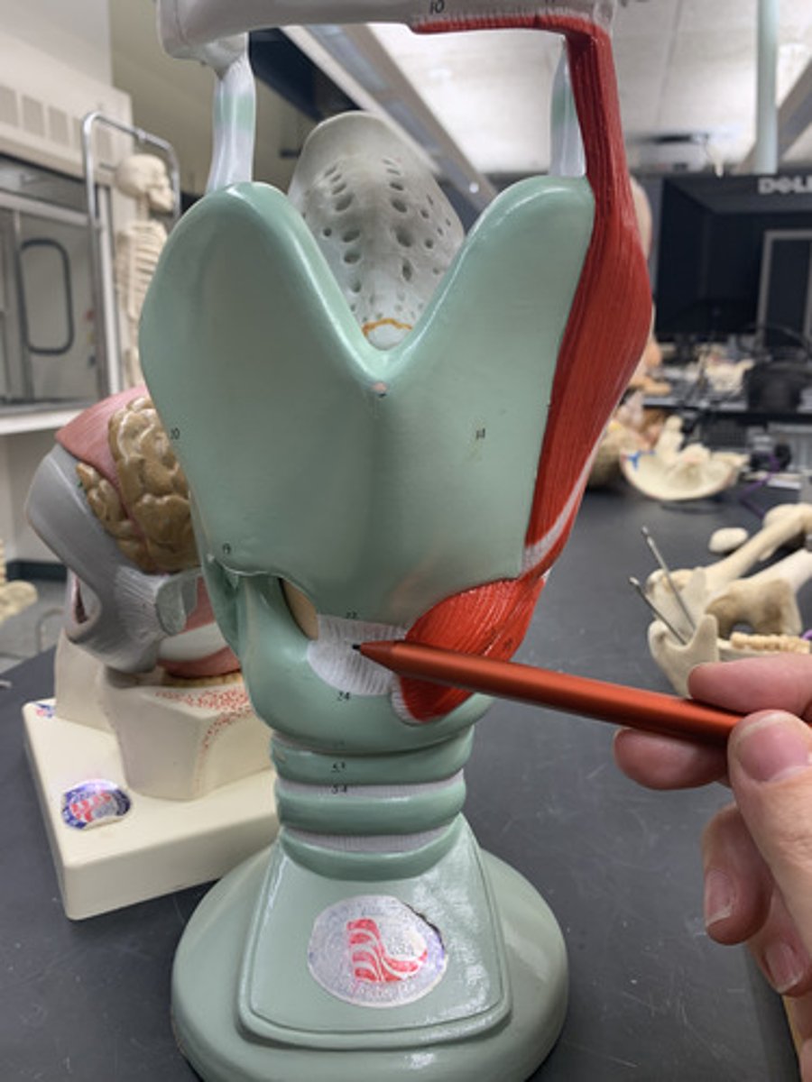 <p>soft piece of connective tissue between the thyroid cartilage and cricoid cartilage</p>