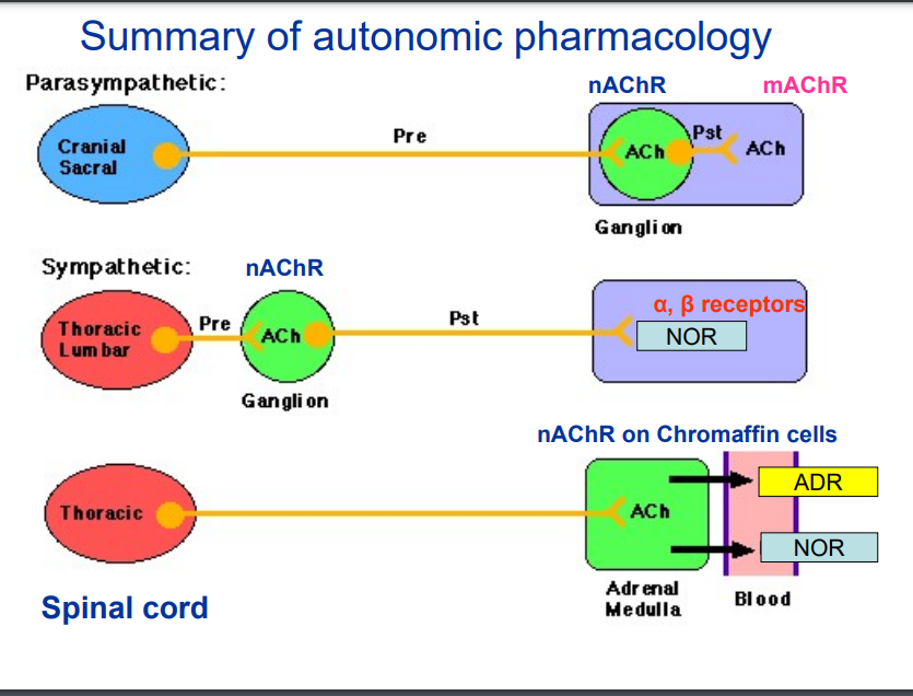 <p><strong>Parasympathetic Nervous System (Cranial &amp; Sacral)</strong></p><ul><li><p>Pre-ganglionic neuron releases ACh.</p></li><li><p>ACh binds to nicotinic acetylcholine receptors (nAChR) in the ganglion.</p></li><li><p>Post-ganglionic neuron also releases ACh, which binds to muscarinic acetylcholine receptors (mAChR) on the target organ.</p></li></ul><p><strong>Sympathetic Nervous System (Thoracic &amp; Lumbar)</strong></p><ul><li><p>Pre-ganglionic neuron releases ACh, which binds to nAChR in the ganglion.</p></li><li><p>Post-ganglionic neuron releases noradrenaline (NOR), which binds to α and β adrenergic receptors on the target organ.</p></li></ul><p><strong>Sympathetic Nervous System &amp; Adrenal Medulla</strong></p><ul><li><p>Adrenal medulla acts as a modified sympathetic ganglion.</p></li><li><p>Pre-ganglionic neuron releases ACh, which binds to nAChR on chromaffin cells in the adrenal medulla.</p></li><li><p>The adrenal medulla releases adrenaline (ADR) and noradrenaline (NOR) into the bloodstream, activating α and β adrenergic receptors throughout the body.</p></li></ul><p></p>
