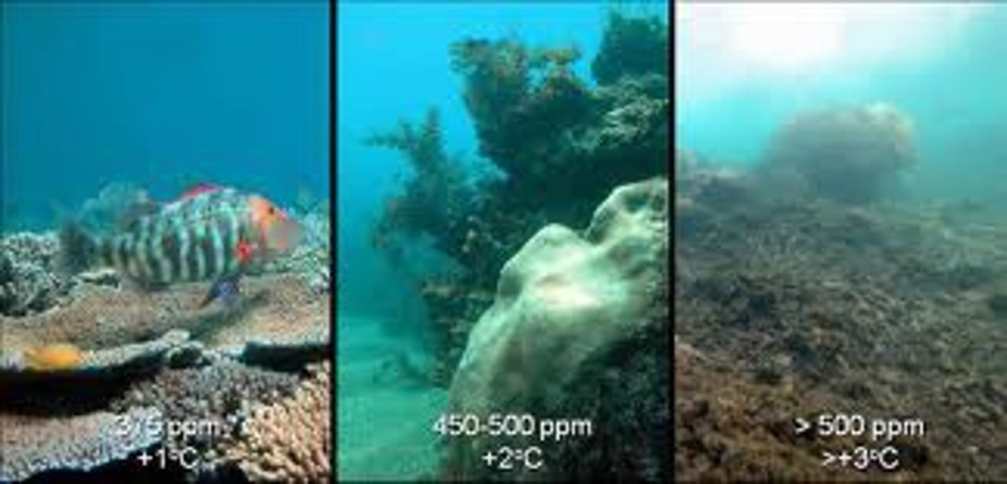 <p>decreasing pH of ocean waters due to absorption of excess atmospheric CO2 from the burning of fossil fuels</p>